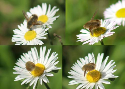 Bombyliinae